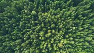 Aerial view of a green forest Aerial view of a green forest